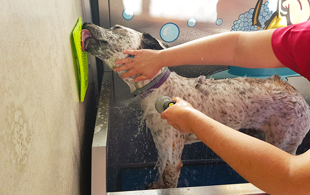 Licking food off treat mat during bathtime